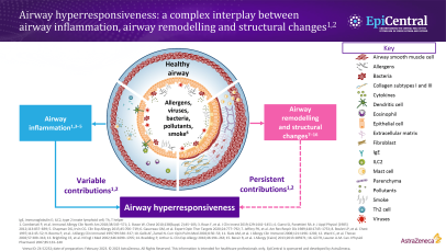 Airway hyperresponsiveness - a complex interplay between airway inflammation, airway remodelling and structural changes