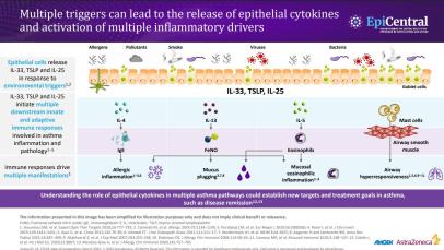 Epithelial cytokine inflammatory pathways teaser