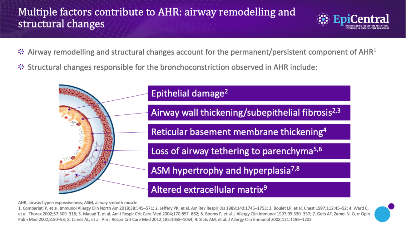 A summary of the structural changes responsible for causing the bronchoconstriction associated with airway hyperresponsiveness