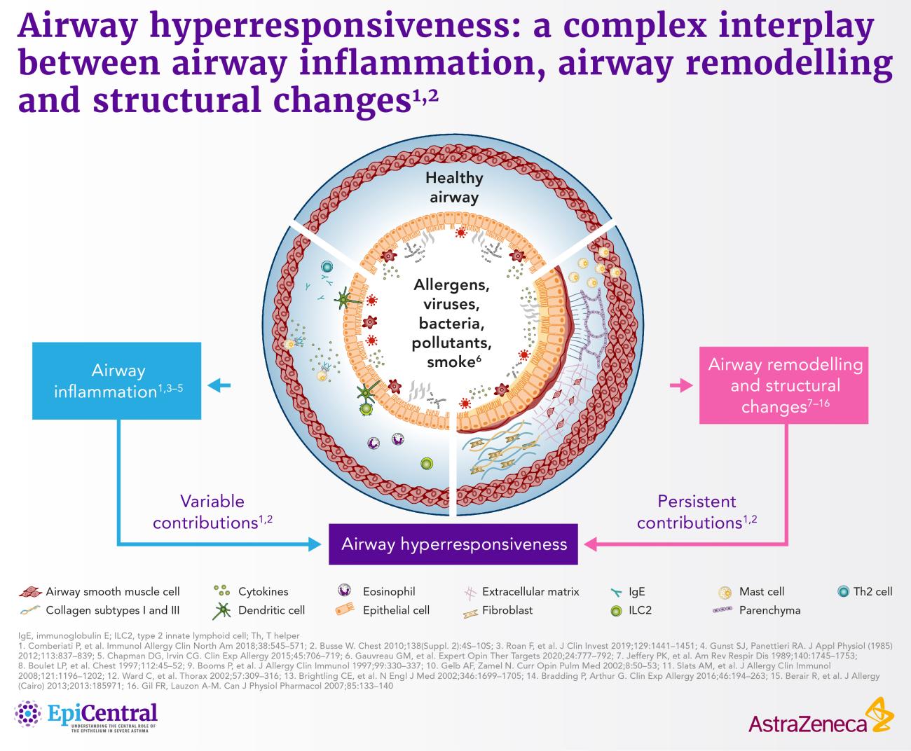 Airway hyperresponsiveness: a complex interplay between airway inflammation, airway remodelling and structural changes