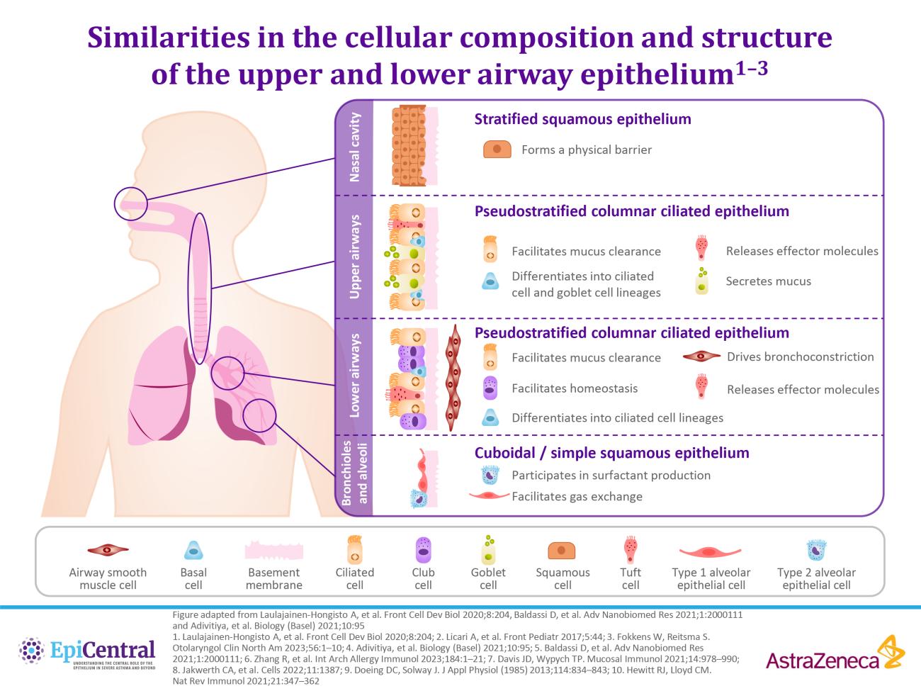 UAD epithelial structure infographic