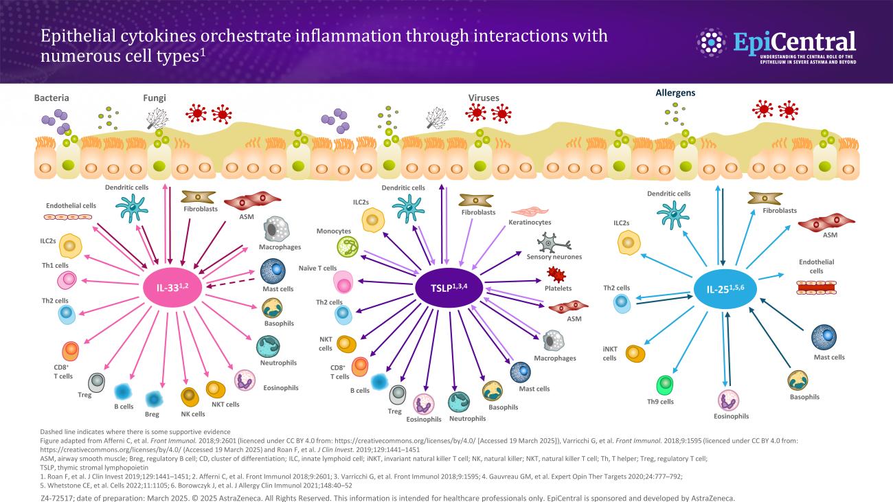 Epithelial cytokines cell interactions