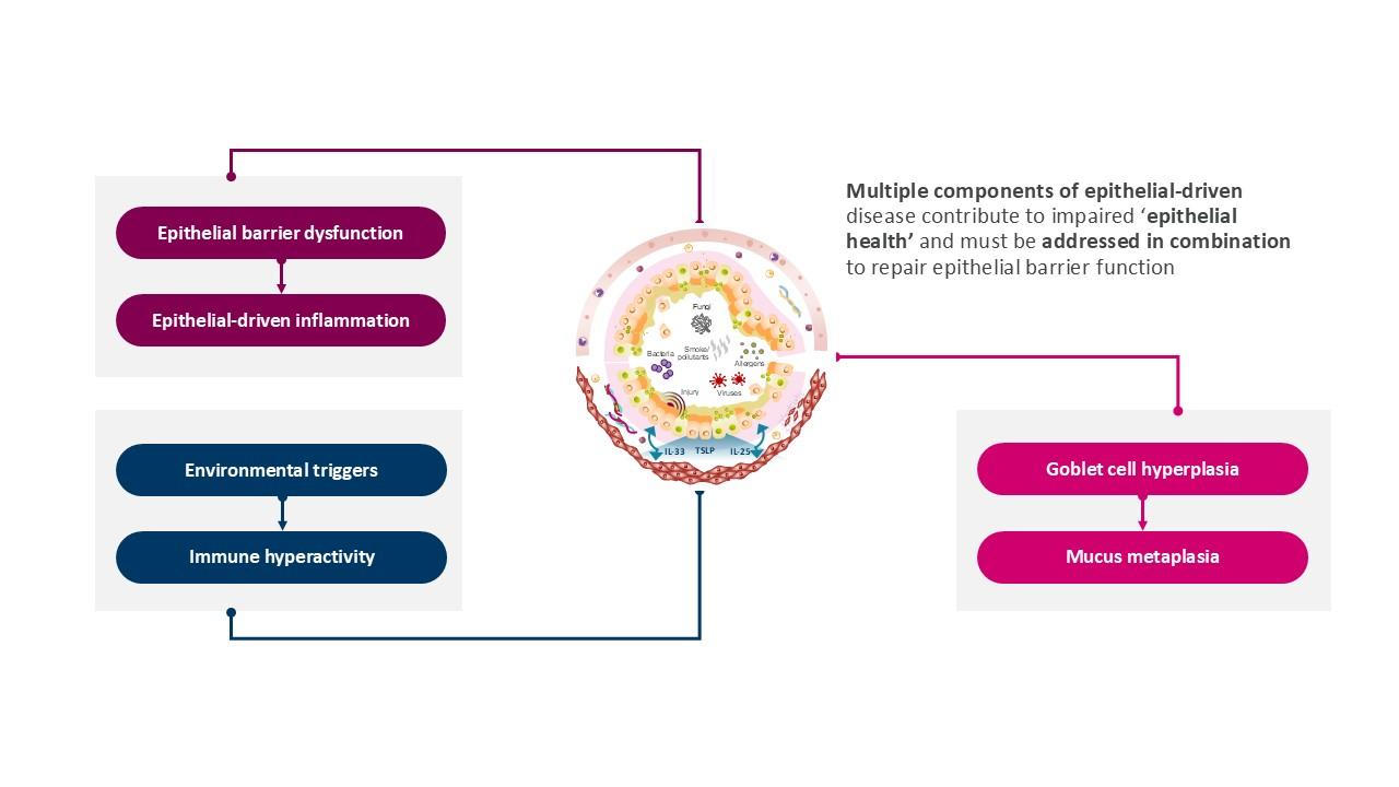 Epithelial dysfunction figure